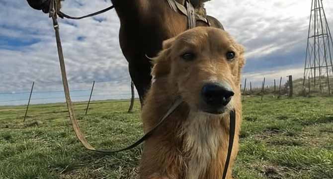 The Day My Dog Brought Home a Horse—and Solved a Mystery