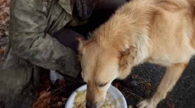 I Gave Almost My Entire Paycheck to a Homeless Woman with a Dog – Six Months Later, I Got a Letter from Her