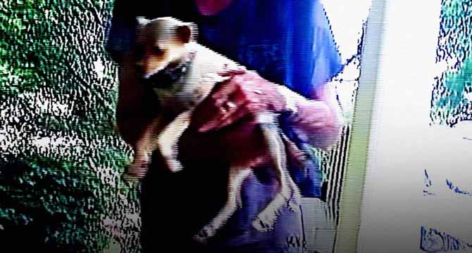 Homeless Man Asked Me to Take His Dog – A Month Later, I Received a Mysterious Letter