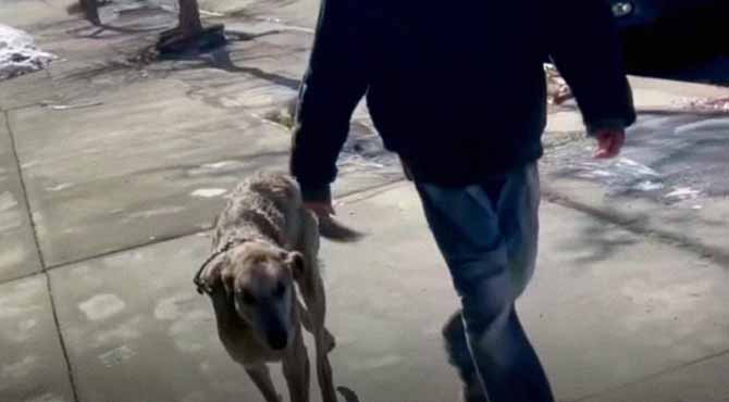 Teenagers Mocked a Veteran and His Injured Dog – Millions Laughed Until the Full Video Was Released